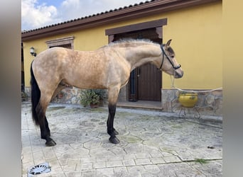 Andaluso, Stallone, 4 Anni, 150 cm, Pelle di daino