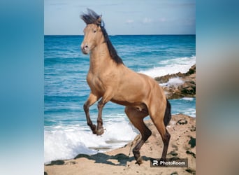 Andaluso, Stallone, 4 Anni, 154 cm, Cremello