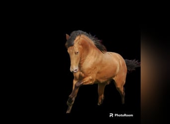 Andaluso, Stallone, 4 Anni, 154 cm, Cremello