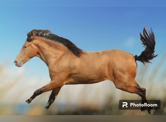 Andaluso, Stallone, 4 Anni, 154 cm, Cremello
