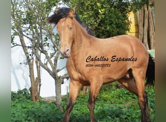 Andaluso, Stallone, 4 Anni, 154 cm, Cremello