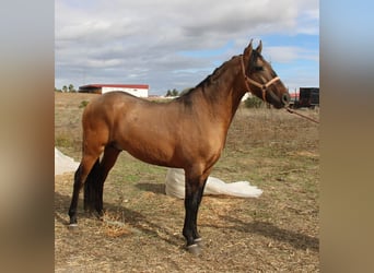 Andaluso, Stallone, 4 Anni, 155 cm, Falbo