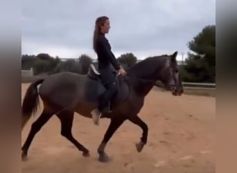 Andaluso, Stallone, 4 Anni, 155 cm, Leardo