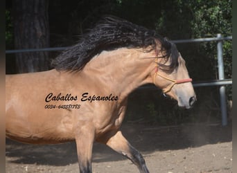 Andaluso, Stallone, 4 Anni, 155 cm, Pelle di daino