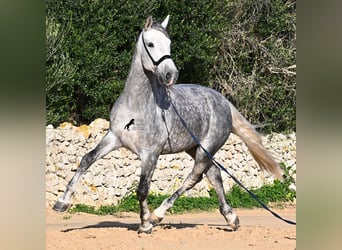 Andaluso, Stallone, 4 Anni, 157 cm, Grigio