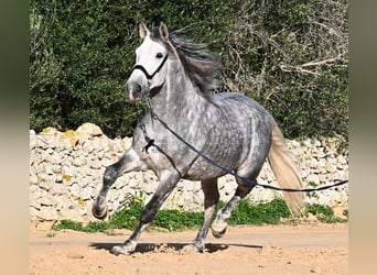 Andaluso, Stallone, 4 Anni, 157 cm, Grigio