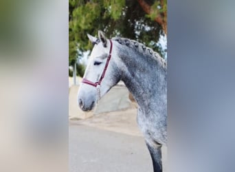 Andaluso, Stallone, 4 Anni, 158 cm, Grigio pezzato