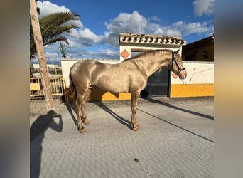 Andaluso, Stallone, 4 Anni, 159 cm, Perlino