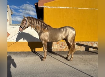 Andaluso, Stallone, 4 Anni, 159 cm, Perlino