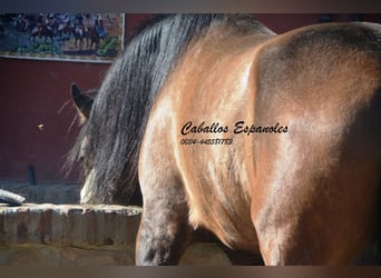 Andaluso, Stallone, 4 Anni, 162 cm, Falbo baio