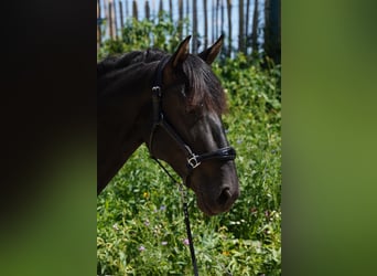 Andaluso, Stallone, 4 Anni, 162 cm, Morello