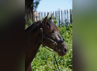 Andaluso, Stallone, 4 Anni, 162 cm, Morello
