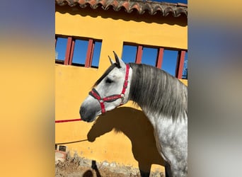 Andaluso, Stallone, 4 Anni, 163 cm, Grigio pezzato