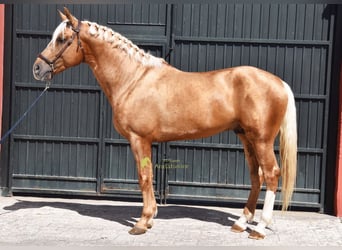Andaluso, Stallone, 4 Anni, 163 cm, Palomino