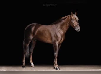 Andaluso, Stallone, 4 Anni, 163 cm, Palomino