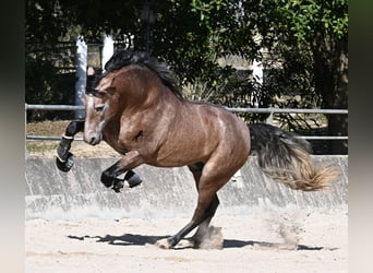 Andaluso, Stallone, 4 Anni, 165 cm, Grigio