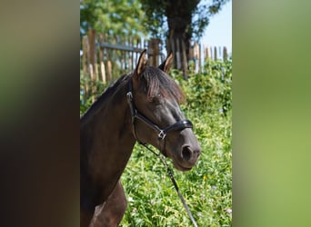 Andaluso, Stallone, 4 Anni, 165 cm, Morello