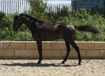 Andaluso, Stallone, 4 Anni, 165 cm, Morello