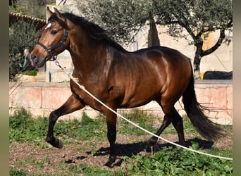 Andaluso, Stallone, 4 Anni, 166 cm, Falbo