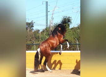 Andaluso, Stallone, 4 Anni, 167 cm, Baio ciliegia