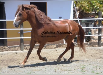Andaluso, Stallone, 4 Anni, 167 cm, Sauro