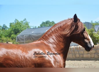 Andaluso, Stallone, 4 Anni, 167 cm, Sauro