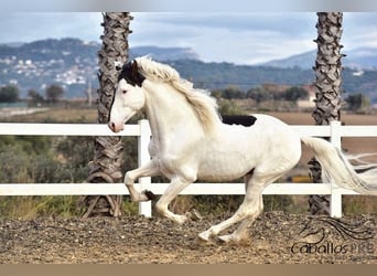 Andaluso, Stallone, 4 Anni, 168 cm, Pezzato