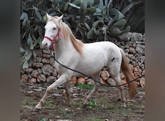Andaluso, Stallone, 5 Anni, 153 cm, Perlino