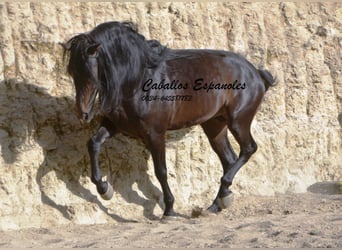 Andaluso, Stallone, 5 Anni, 157 cm, Baio nero