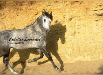 Andaluso, Stallone, 5 Anni, 157 cm, Baio nero