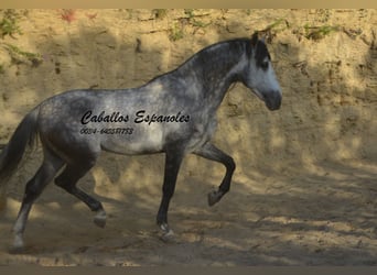 Andaluso, Stallone, 5 Anni, 157 cm, Baio nero