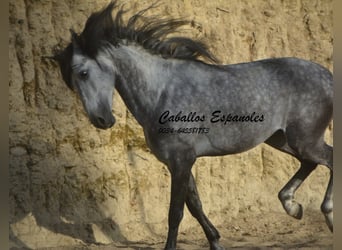 Andaluso, Stallone, 5 Anni, 157 cm, Baio nero