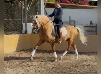 Andaluso, Stallone, 5 Anni, 160 cm, Palomino