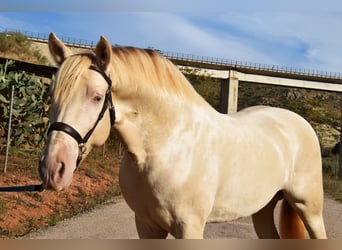 Andaluso, Stallone, 5 Anni, 160 cm, Pearl