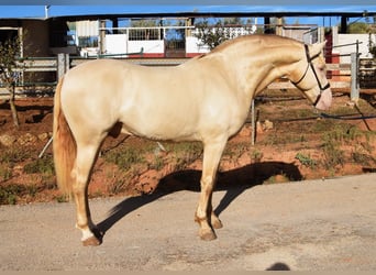 Andaluso, Stallone, 5 Anni, 160 cm, Pearl