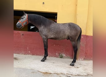 Andaluso, Stallone, 5 Anni, 162 cm, Grigio
