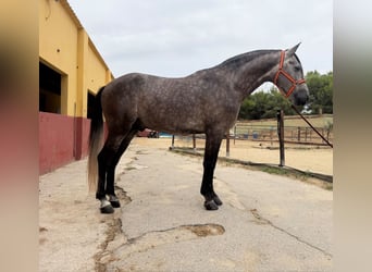 Andaluso, Stallone, 5 Anni, 162 cm, Grigio