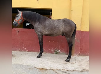 Andaluso, Stallone, 5 Anni, 162 cm, Grigio