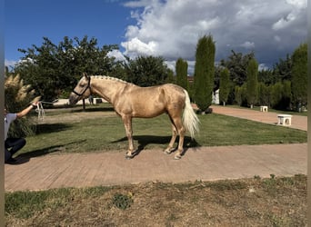 Andaluso, Stallone, 5 Anni, 163 cm, Palomino