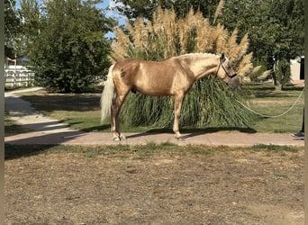 Andaluso, Stallone, 5 Anni, 163 cm, Palomino