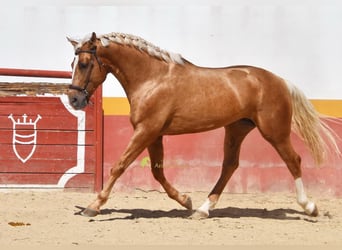 Andaluso, Stallone, 5 Anni, 163 cm, Palomino