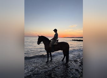 Andaluso, Stallone, 5 Anni, 165 cm, Baio