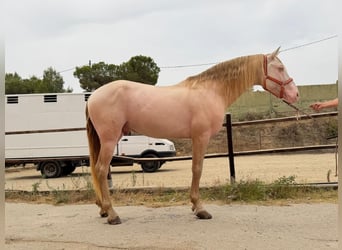 Andaluso, Stallone, 5 Anni, 165 cm, Perlino