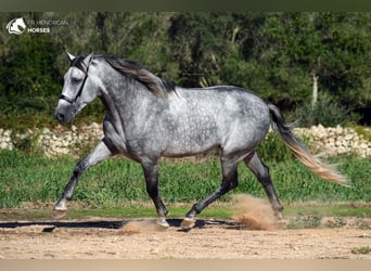 Andaluso, Stallone, 5 Anni, 167 cm, Grigio
