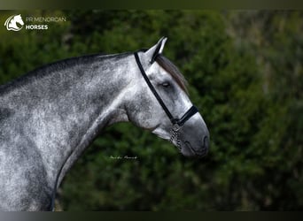 Andaluso, Stallone, 5 Anni, 167 cm, Grigio