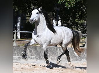 Andaluso, Stallone, 5 Anni, 169 cm, Grigio