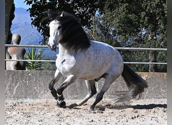 Andaluso, Stallone, 5 Anni, 169 cm, Grigio