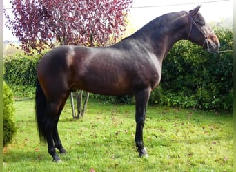 Andaluso, Stallone, 5 Anni, 170 cm, Baio scuro