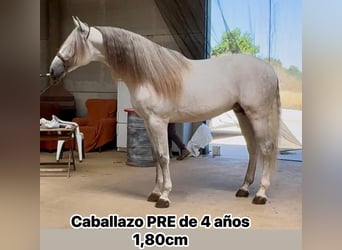 Andaluso, Stallone, 5 Anni, 180 cm, Bianco