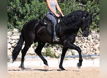 Andaluso, Stallone, 5 Anni, Morello